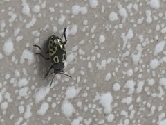 Zygogramma signatipennis