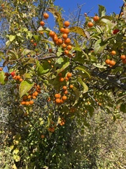 Malus prunifolia