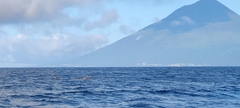 Physeter macrocephalus