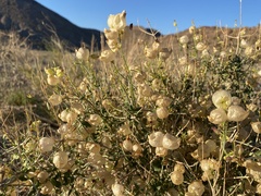 Scutellaria mexicana