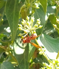 Vespa orientalis