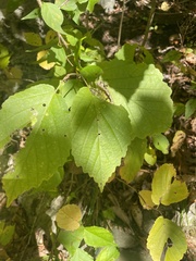 Hamamelis