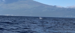 Physeter macrocephalus