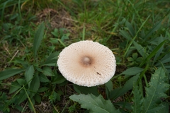Macrolepiota mastoidea