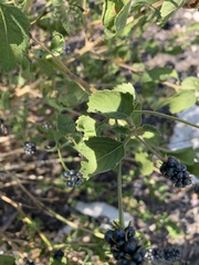 Lantana urticoides