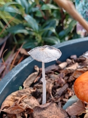 Coprinopsis