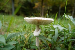 Macrolepiota mastoidea