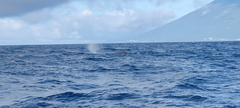 Physeter macrocephalus