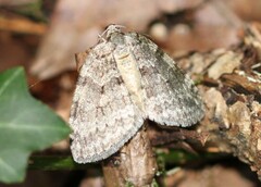 Epirrita dilutata