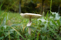Macrolepiota mastoidea