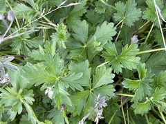 Potentilla intermedia