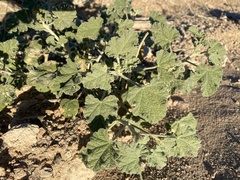 Sphaeralcea ambigua