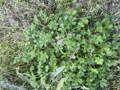 Potentilla intermedia