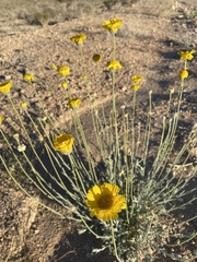Baileya multiradiata