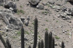 Haageocereus acranthus