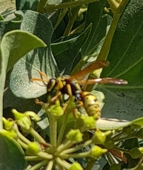 Vespula germanica