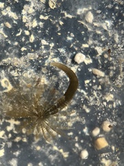 Sabellidae