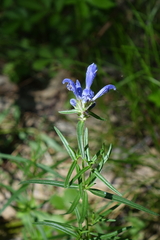 Dracocephalum ruyschiana