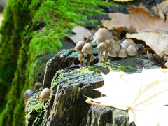 Mycena subgalericulata