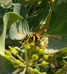 Vespula germanica