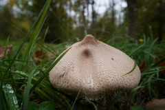 Macrolepiota mastoidea