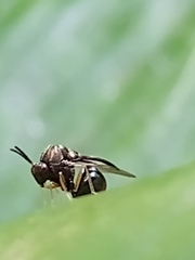 Eucharitidae