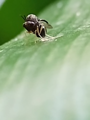 Eucharitidae