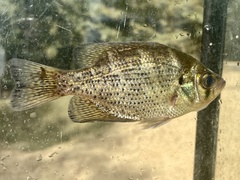 Centrarchus macropterus