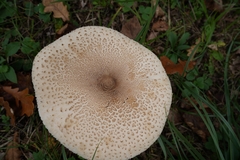 Macrolepiota mastoidea