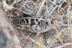 Hippiscus ocelote