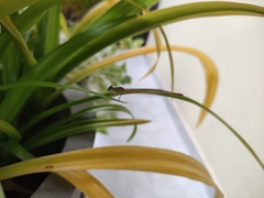 Ceriagrion coromandelianum
