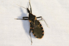 Triatoma sanguisuga