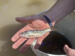 Luxilus chrysocephalus