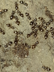 Lasius americanus