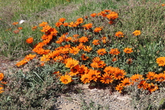 Gazania rigida