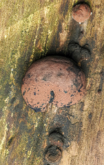 Hypoxylon fragiforme