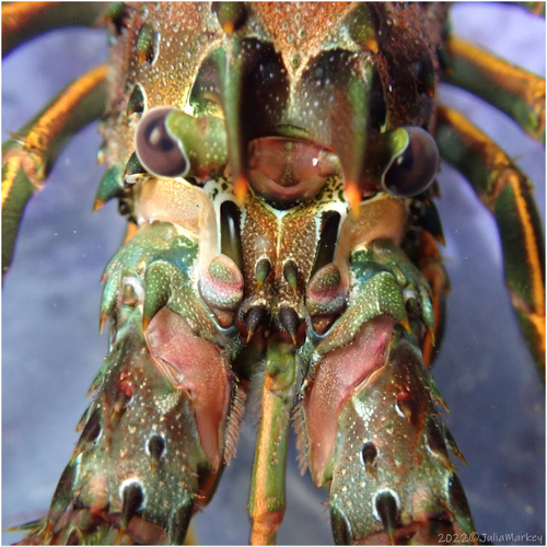 California Spiny Lobster, photo 3 of 8