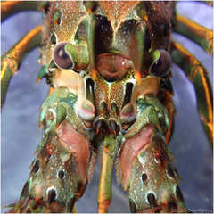 Panulirus interruptus