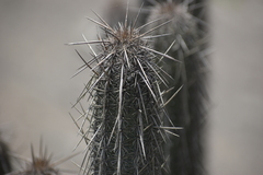 Haageocereus acranthus