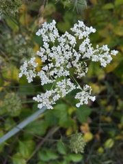 Torilis arvensis