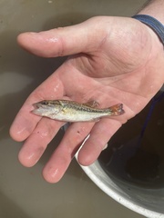 Micropterus punctulatus