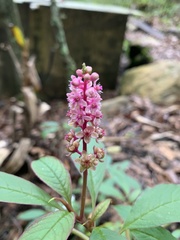 Phytolacca