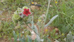Cynoglossum officinale