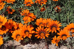 Gazania rigida
