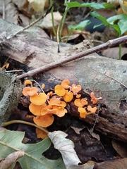 Favolaschia claudopus