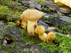 Armillaria borealis
