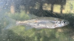 Notemigonus crysoleucas