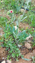 Cynoglossum officinale