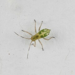 Euceraphis