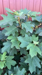 Hydrangea